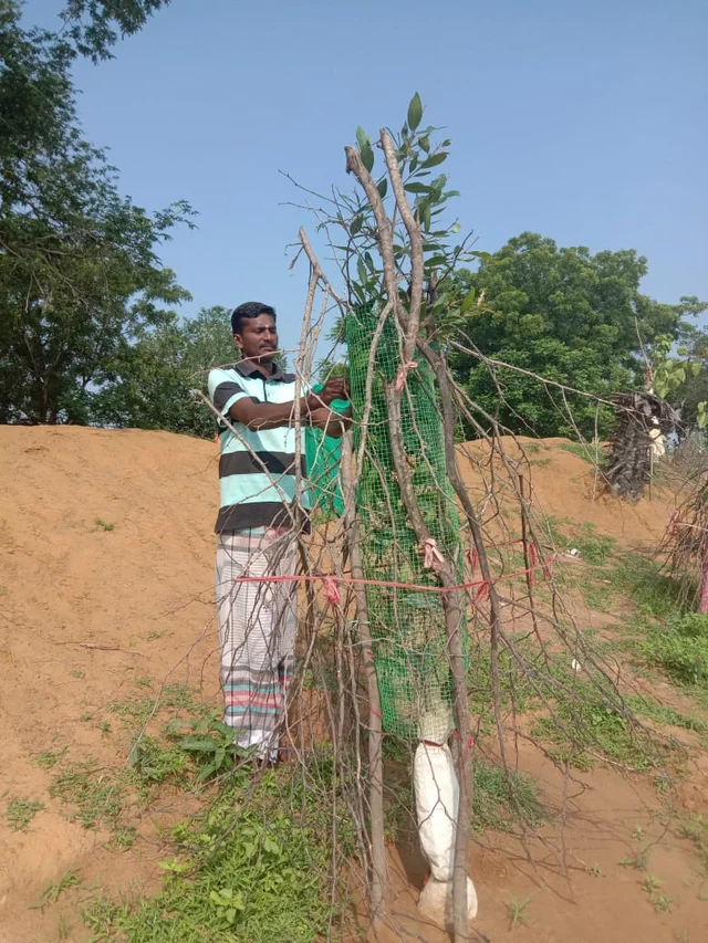 மரக்கன்று