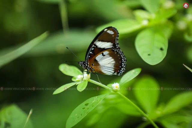வண்ணத்துப்பூச்சி