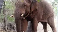 Elephant