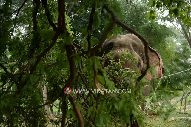 அரிசிராஜா ஆபரேஷன்