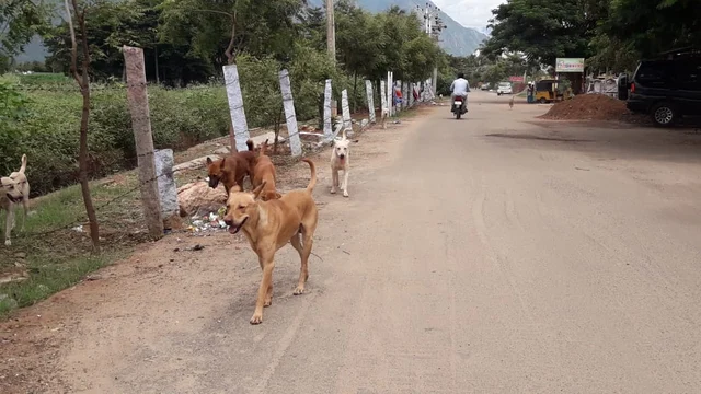Street Dogs