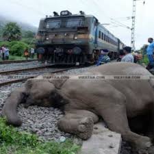 Elephant accident