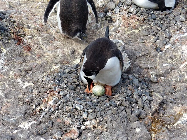 Incubating Egg