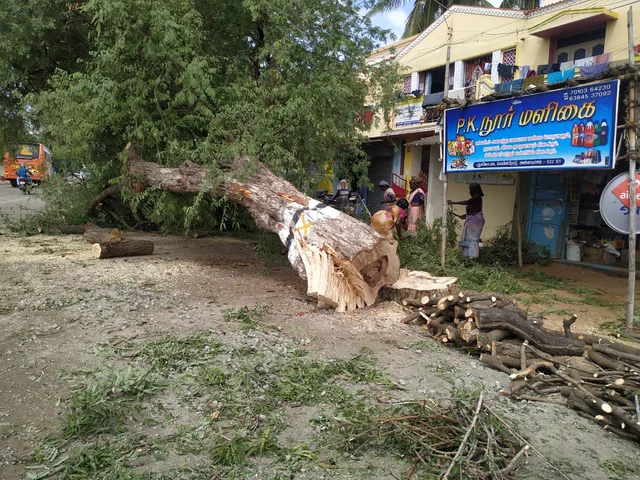 வெட்டப்பட்ட மரம்