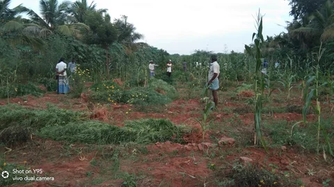 கஞ்சா பயிர்