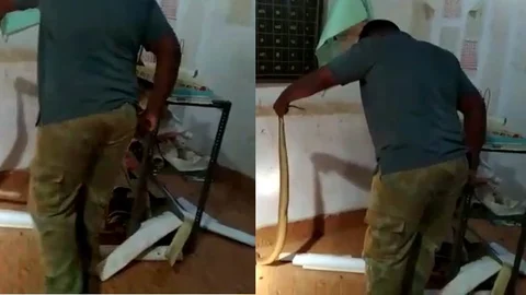 மாணவனை கடித்த பாம்பு
