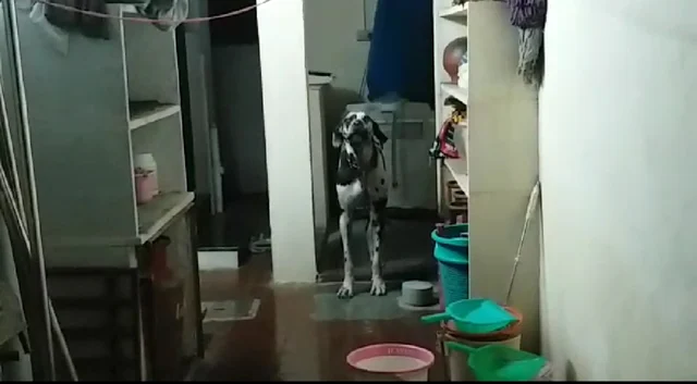 நாய்