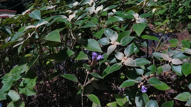 குறிஞ்சி