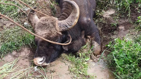 Indian Gaur