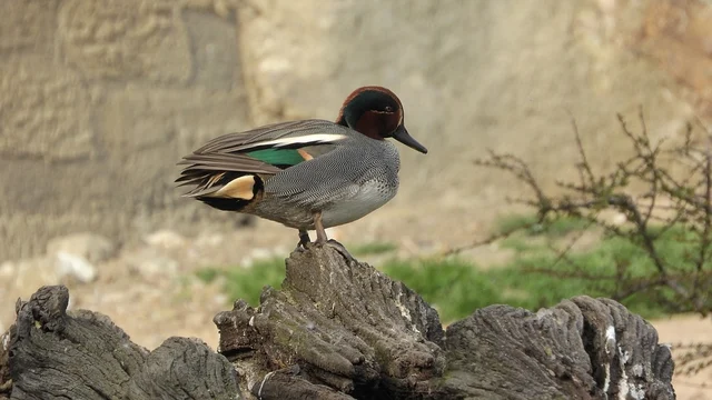 Garganey