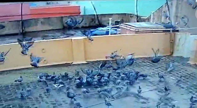புறா