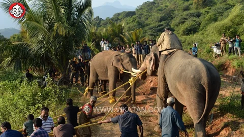 அரிசிராஜா