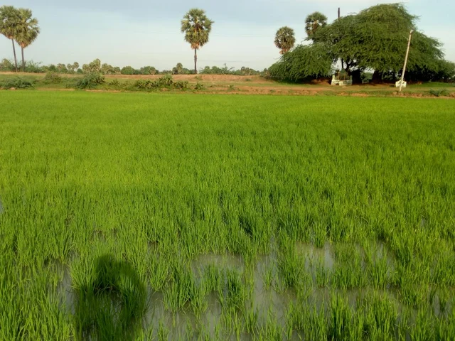 விவசாயப் பணிகளில் கல்லாக் கட்டும் புரோக்கர்கள்... கதறும் விவசாயிகள்! #MyVikatan