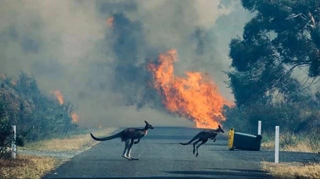 AUSTRALIA FIRE
