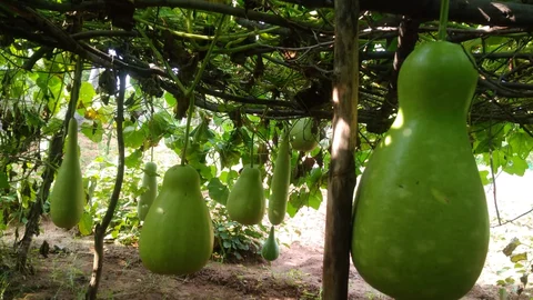 இயற்கை சுரை சாகுபடி