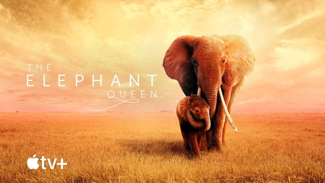 The Elephant Queen | தி எலிபன்ட் குயின்