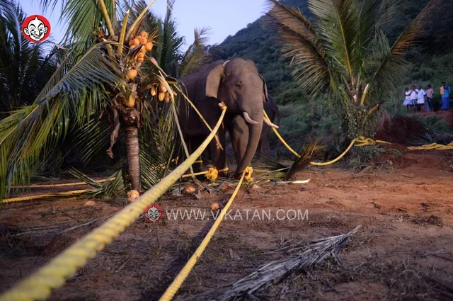 அரிசிராஜா