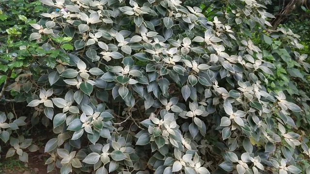 குறிஞ்சி