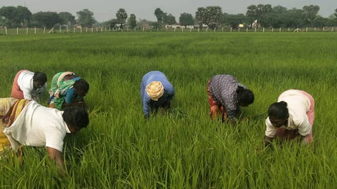 விவசாயப்பணி