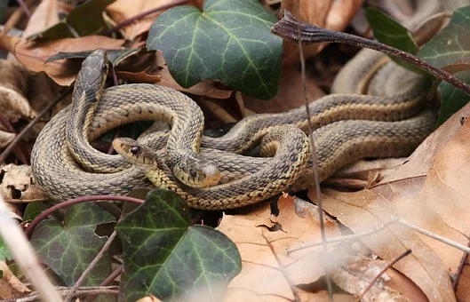 பாம்பு