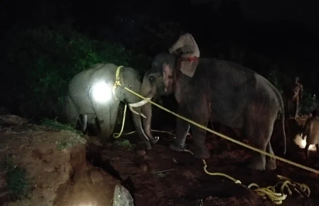 அரிசி ராஜா