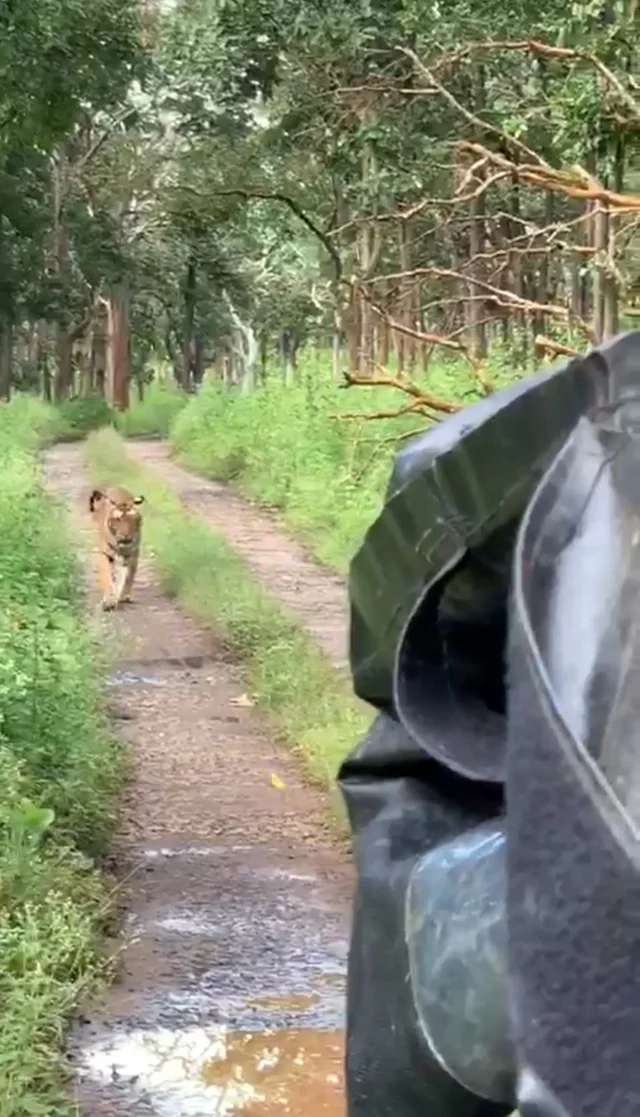tiger