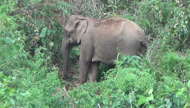 பாசப்போராட்டம் நடத்திய தாய் யானை