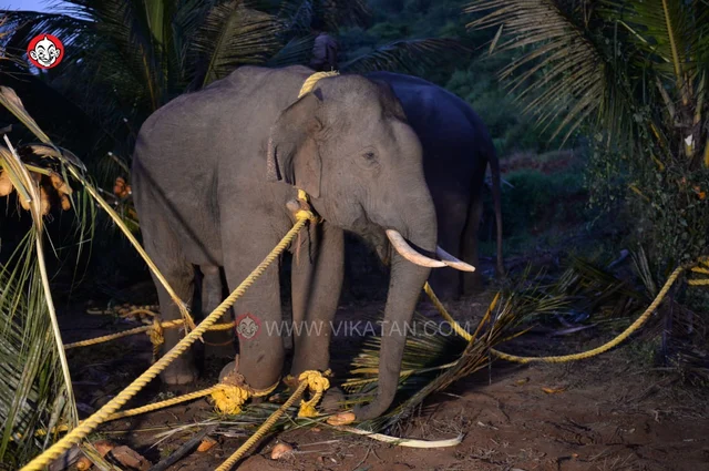 அரிசி ராஜா