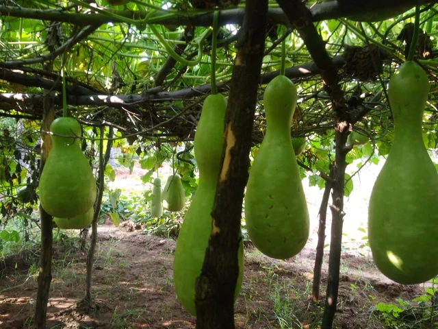 இயற்கை சுரை சாகுபடி