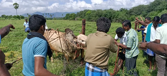 காளை