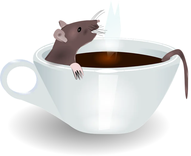 rat