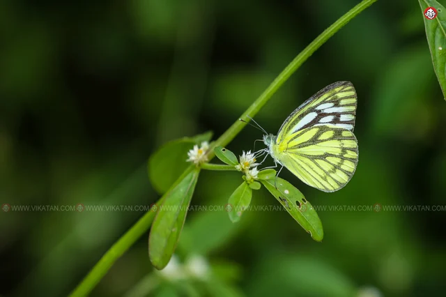 வண்ணத்துப்பூச்சி