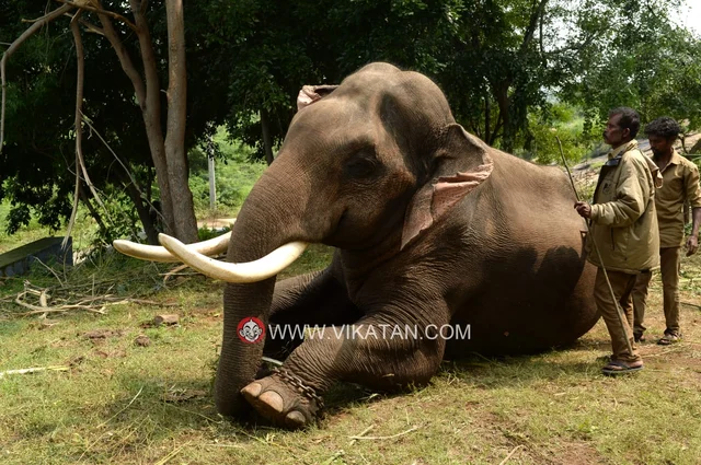 அரிசிராஜா ஆபரேஷன்