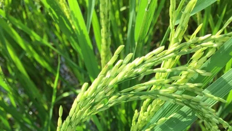 இயற்கை விவசாயம்