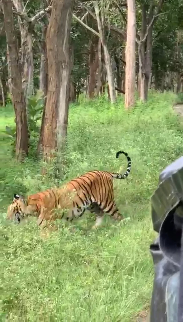 tiger