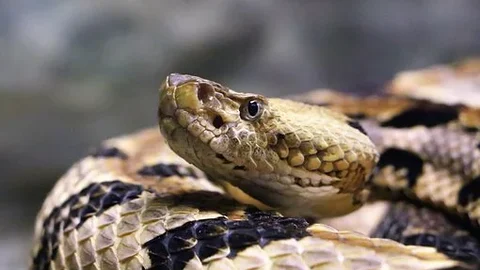 பாம்பு