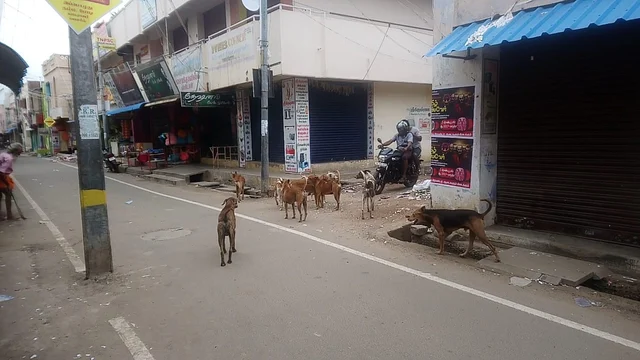 Street Dogs