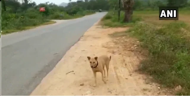நாய்