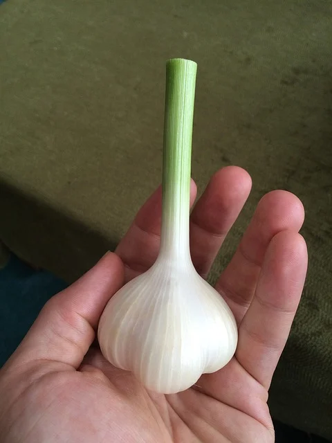 garlic