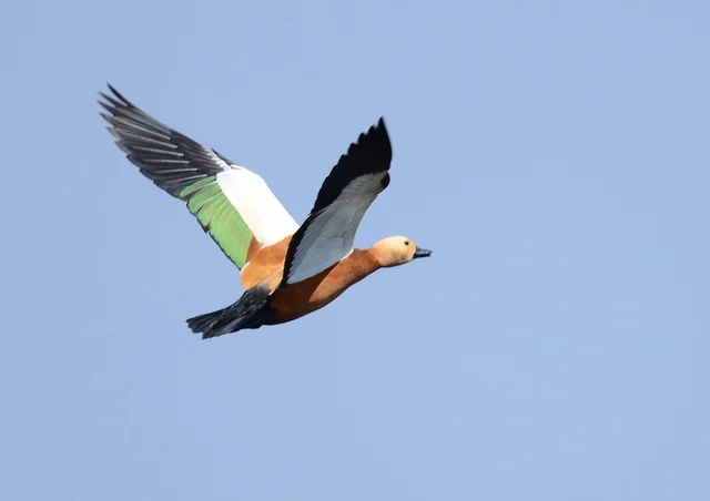 Ruddy shellduck