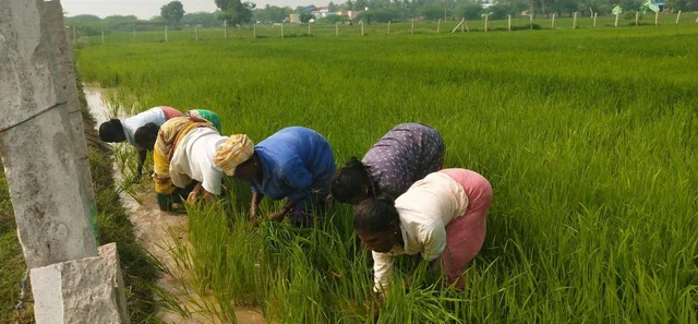 விவசாயப்பணி