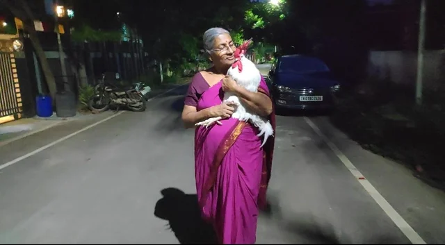 Walk with Rooster
