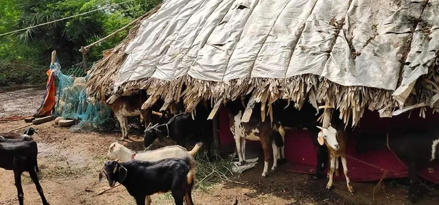 பூபதியின் ஆட்டுக் கொட்டகை