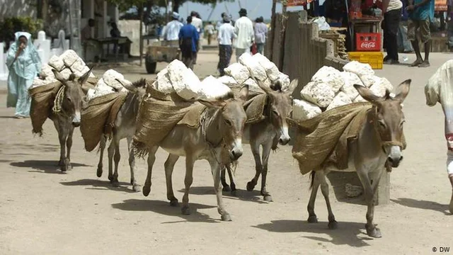 Donkeys