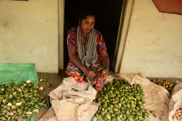 பாக்கு உரிக்கும் பணியர் பழங்குடியின பெண்