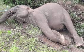 Elephant