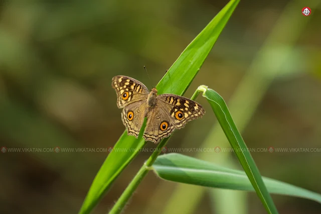 வண்ணத்துப்பூச்சி