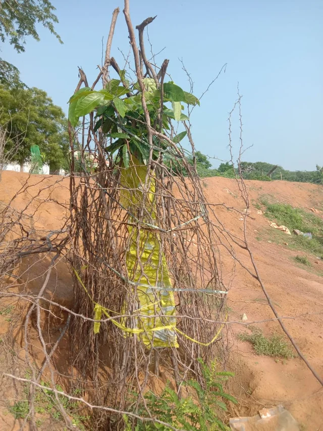 நடவு செய்த மரம்