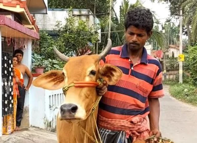 `பால்லதான் தங்கம் இருக்குல்ல?' - பசுவுடன் வந்து கோல்டு லோன் கேட்ட விவசாயி