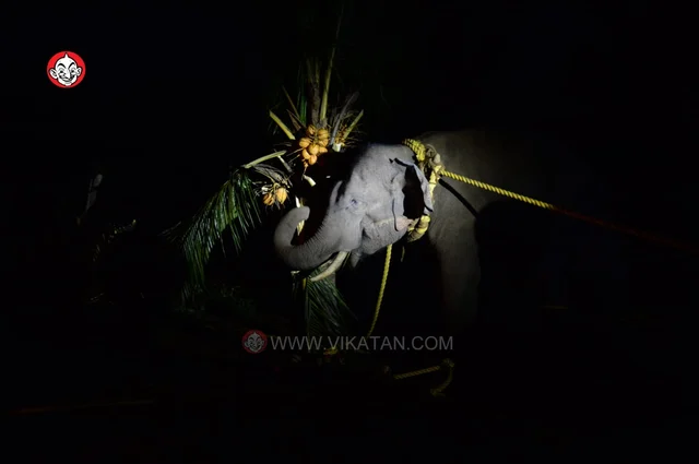 அரிசி ராஜா
